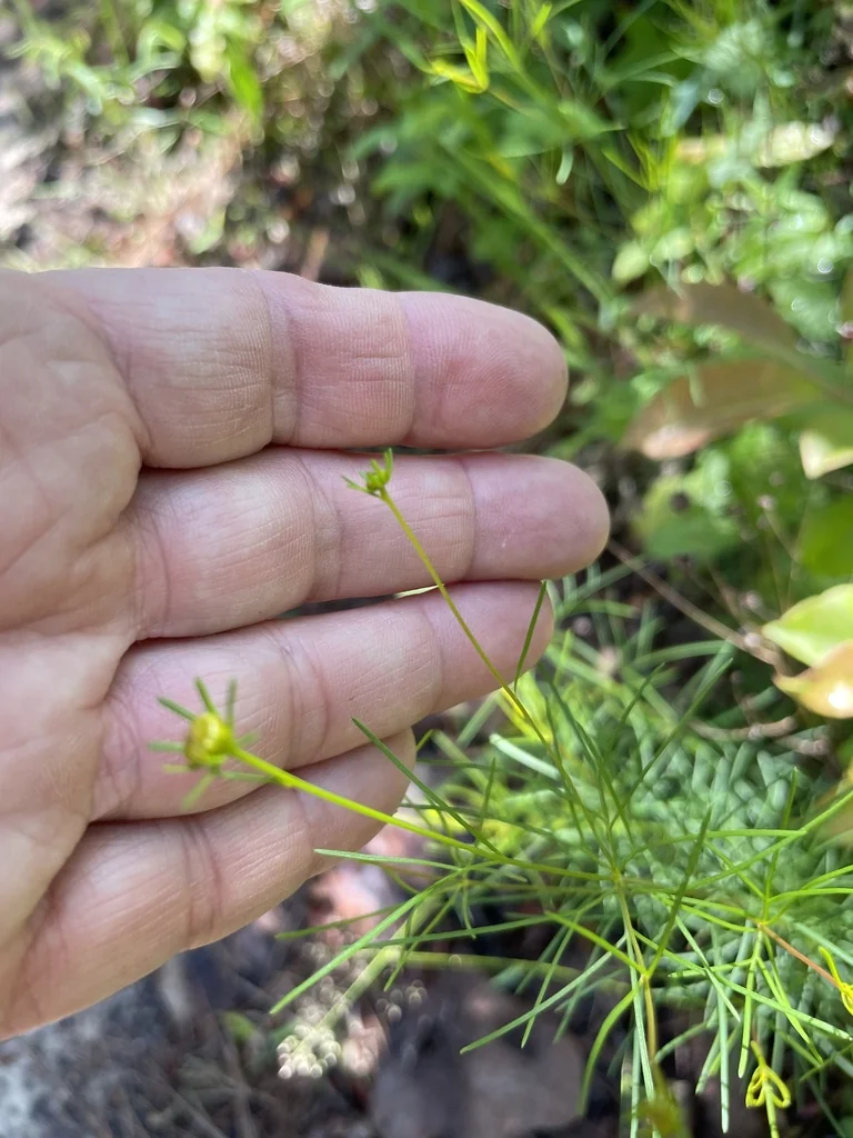 Coreopsis verticillata
