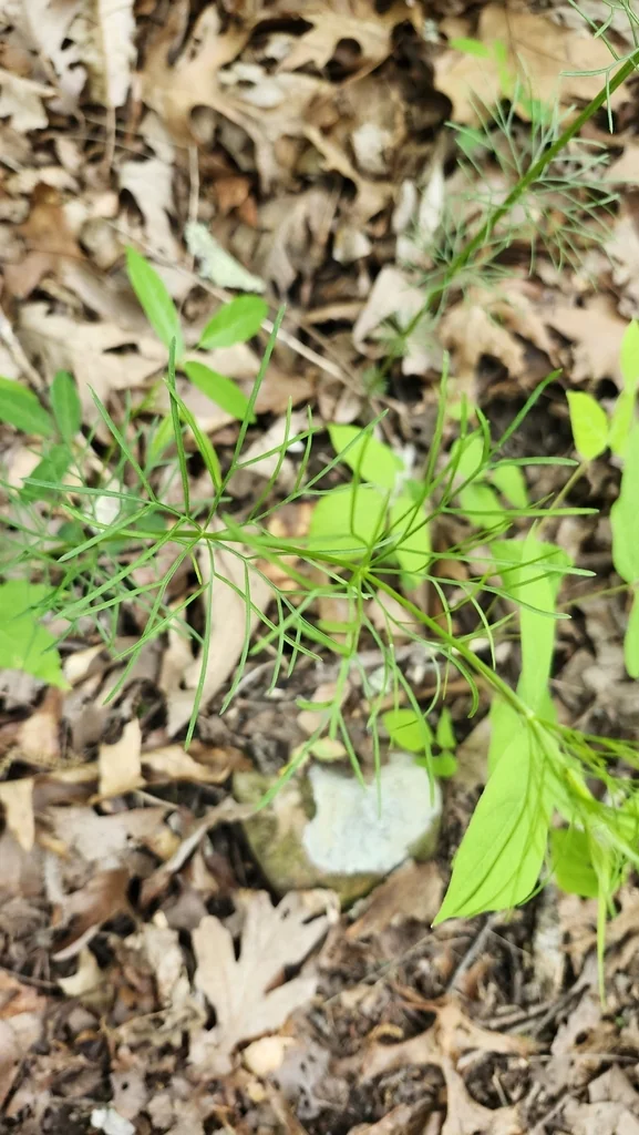 Coreopsis verticillata