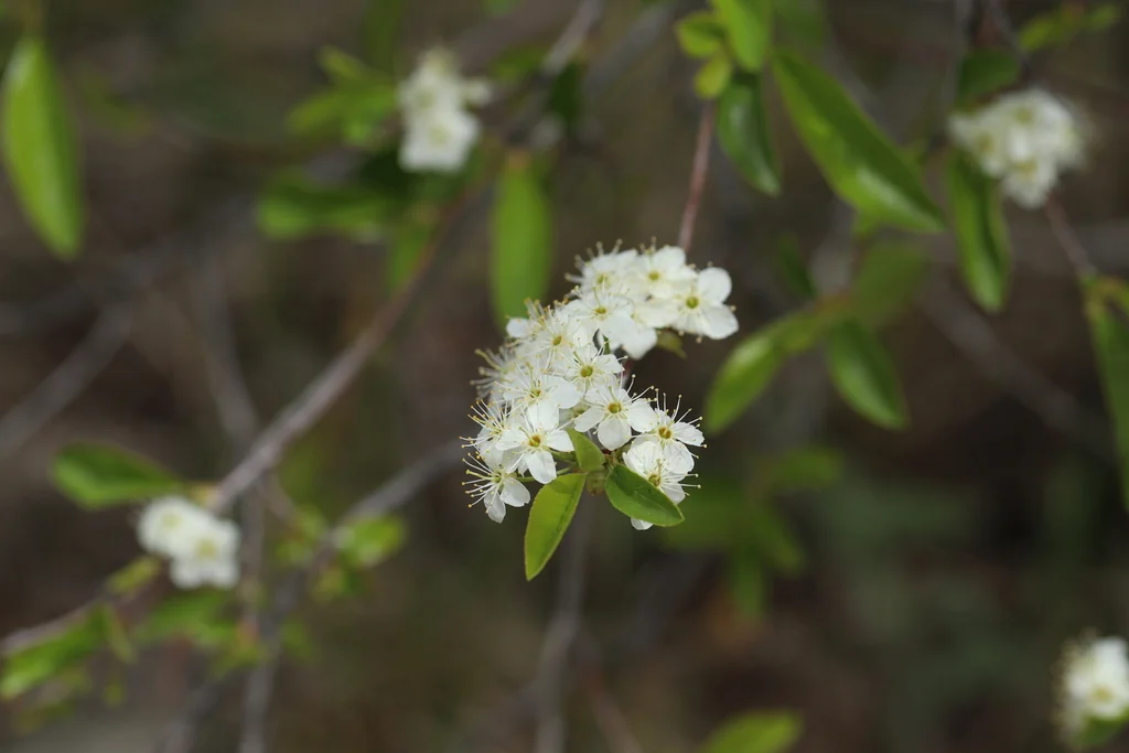 Prunus Emarginata