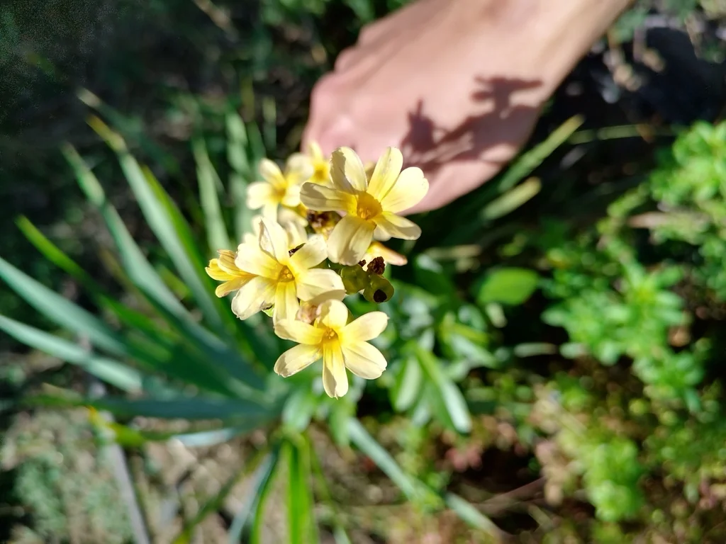 Sisyrinchium Striatum