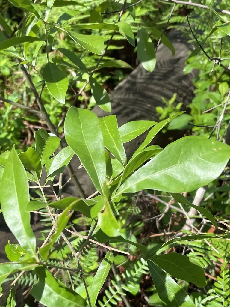 Quercus laurifolia