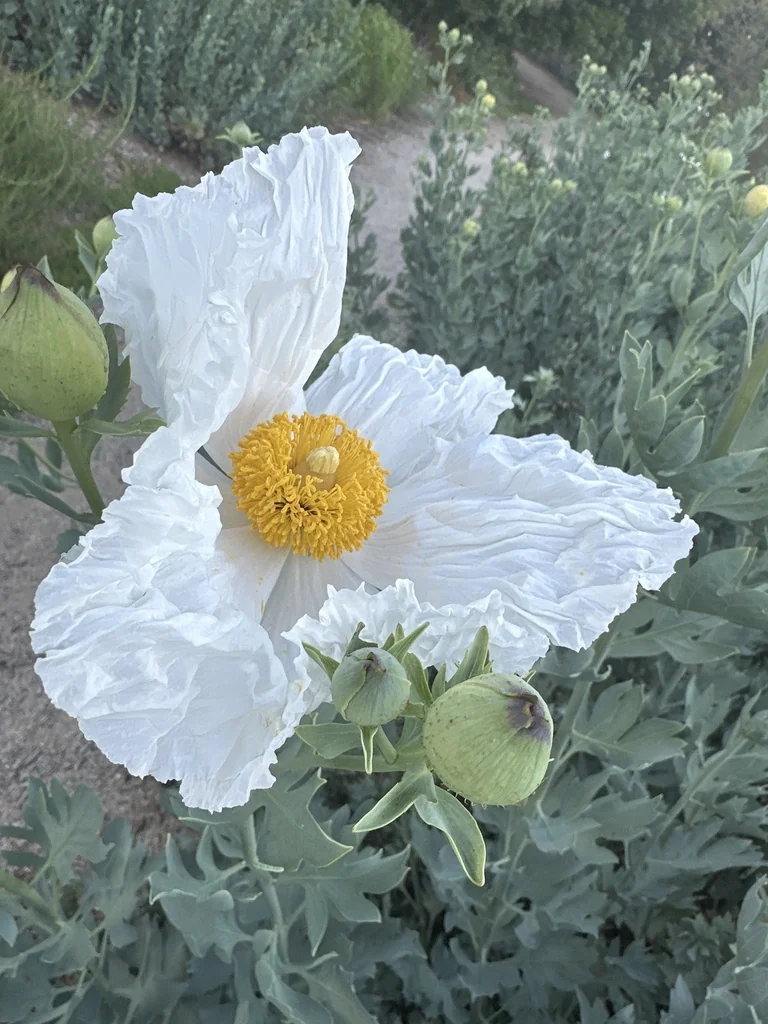 Romneya Coulteri