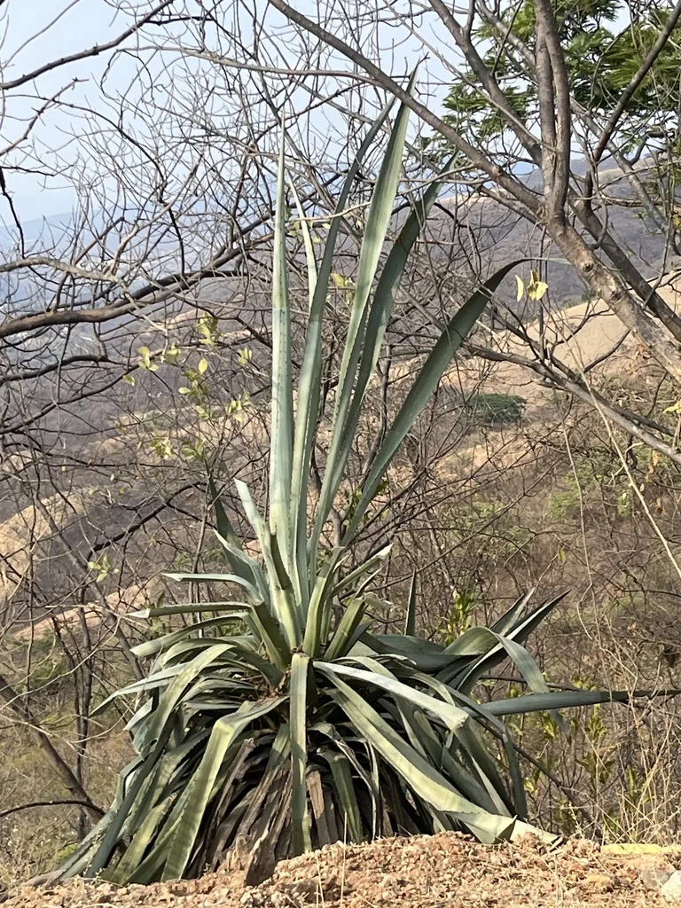 Agave Angustifolia V. Marginata