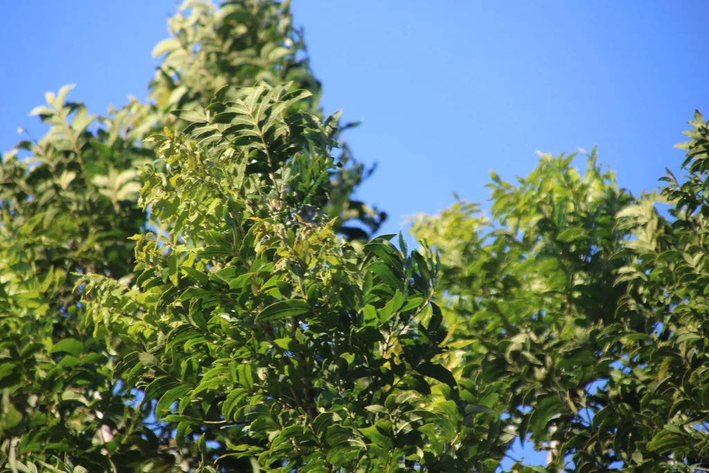 Harpephyllum Caffrum