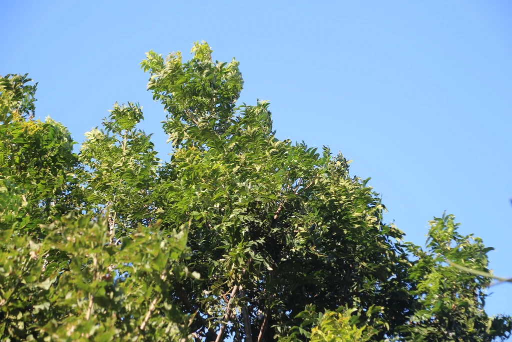 Harpephyllum Caffrum