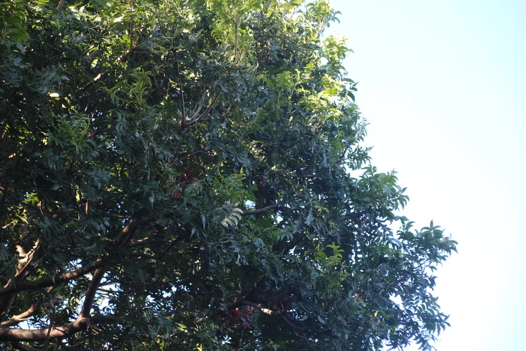 Harpephyllum Caffrum