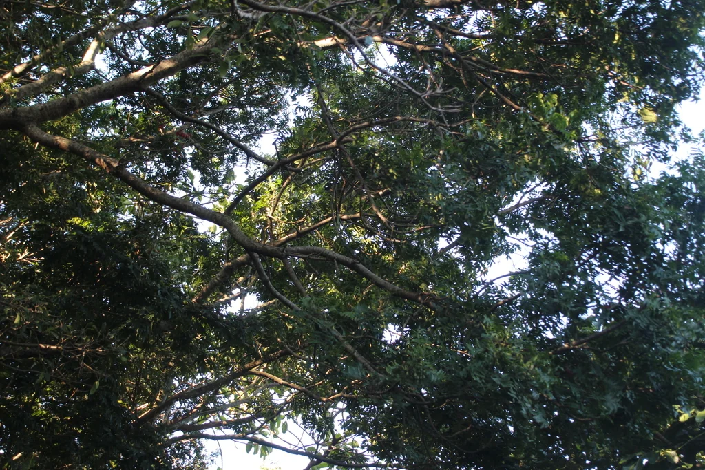 Harpephyllum Caffrum
