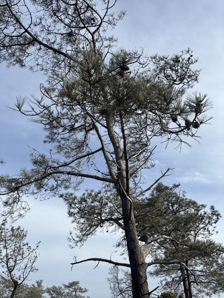 Pinus Torreyana