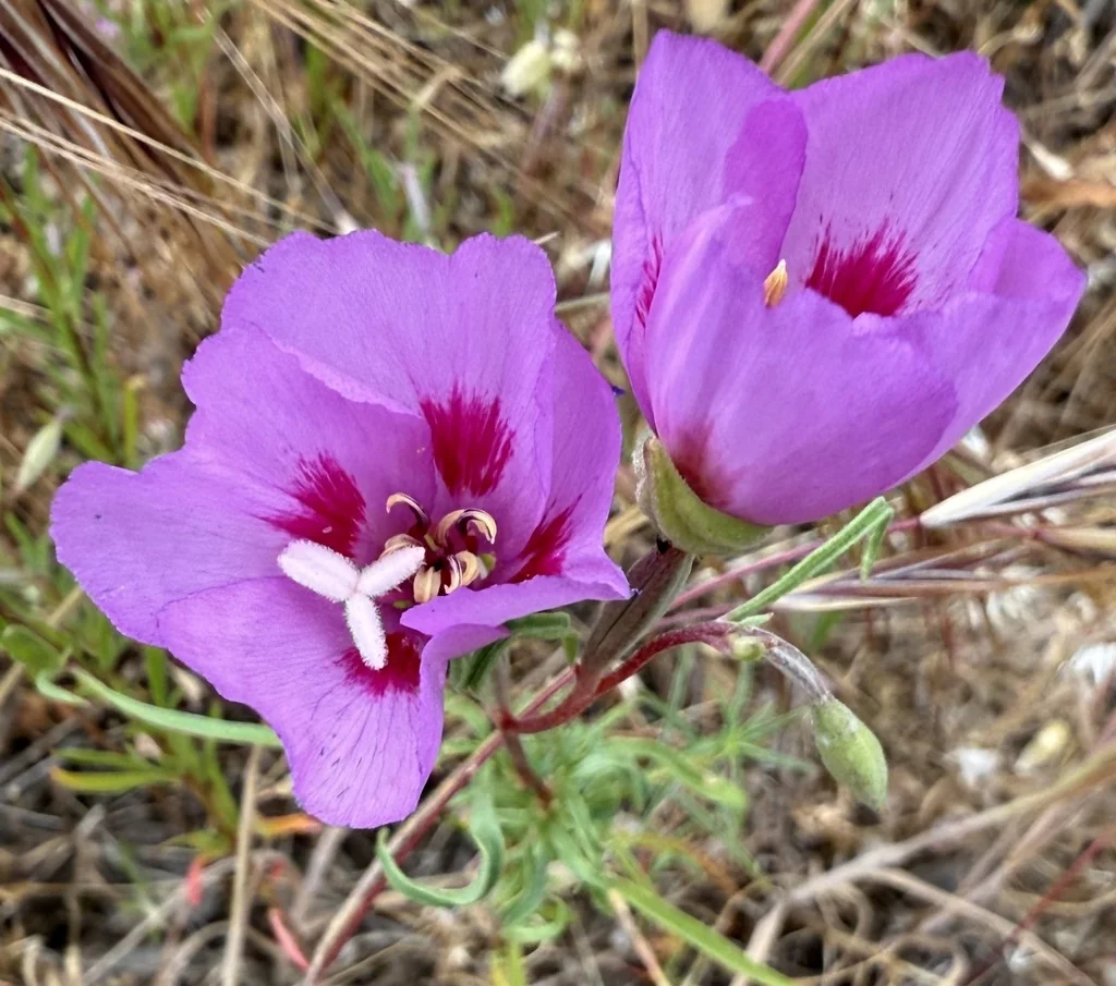 Clarkia Amoena
