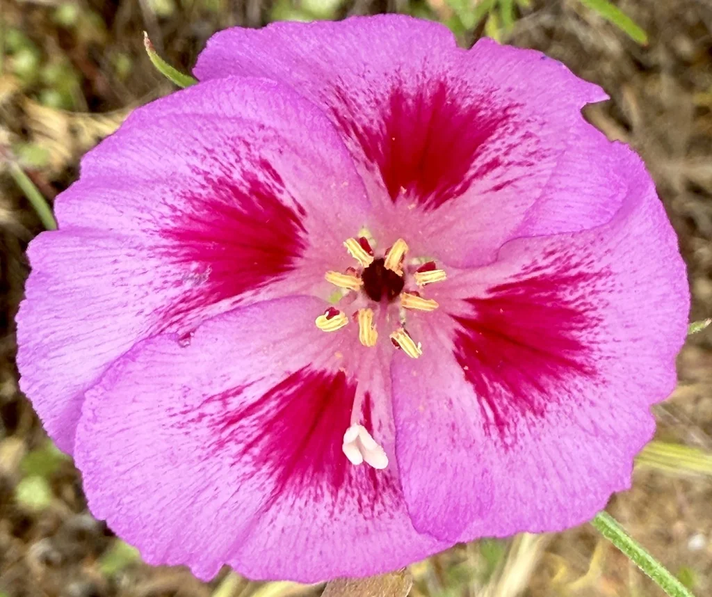 Clarkia Amoena