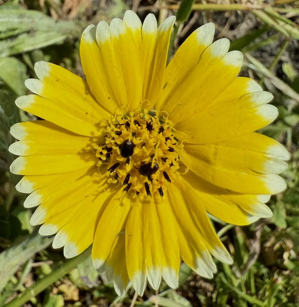 Layia Platyglossa