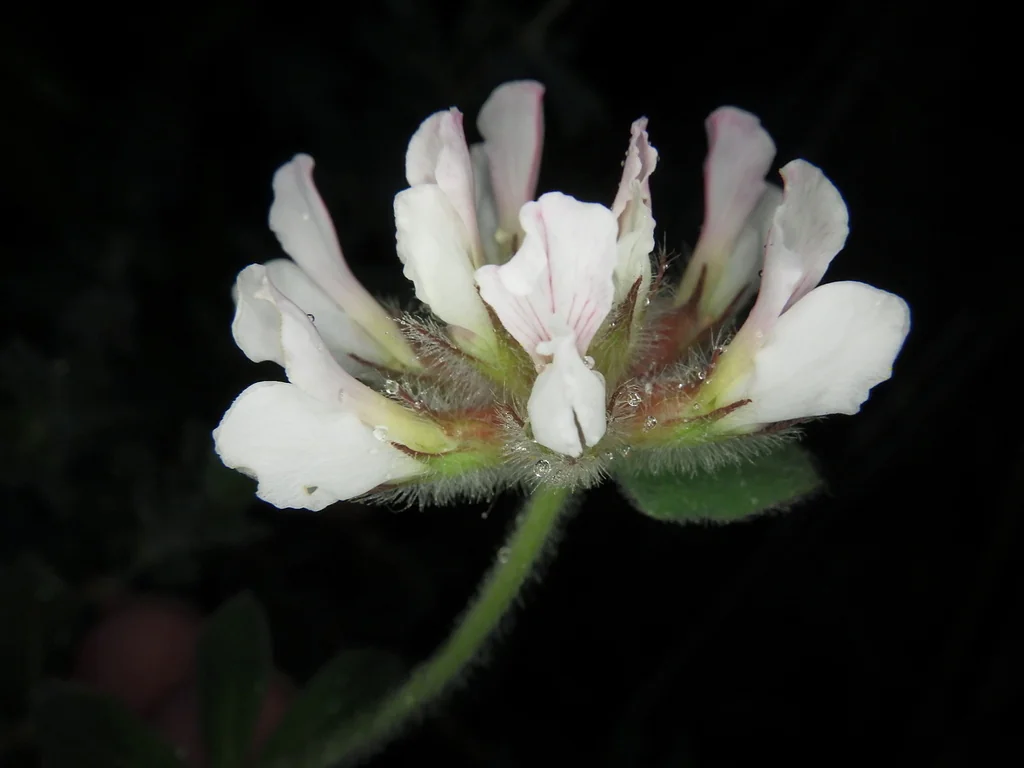 Dorycnium Hirsutum