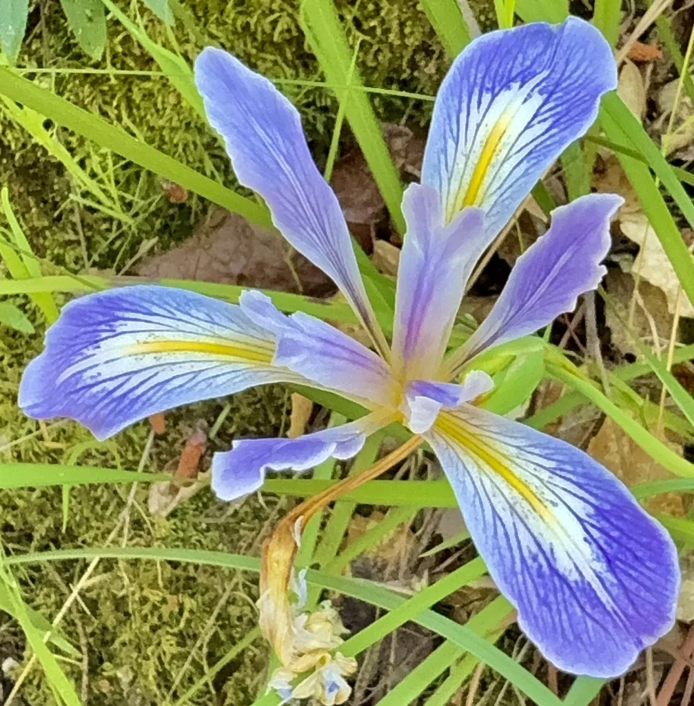 Iris Macrosiphon