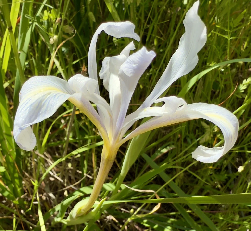 Iris Macrosiphon