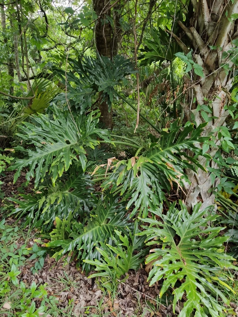 Philodendron Bipinnatifidum