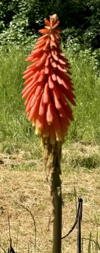 Kniphofia Uvaria