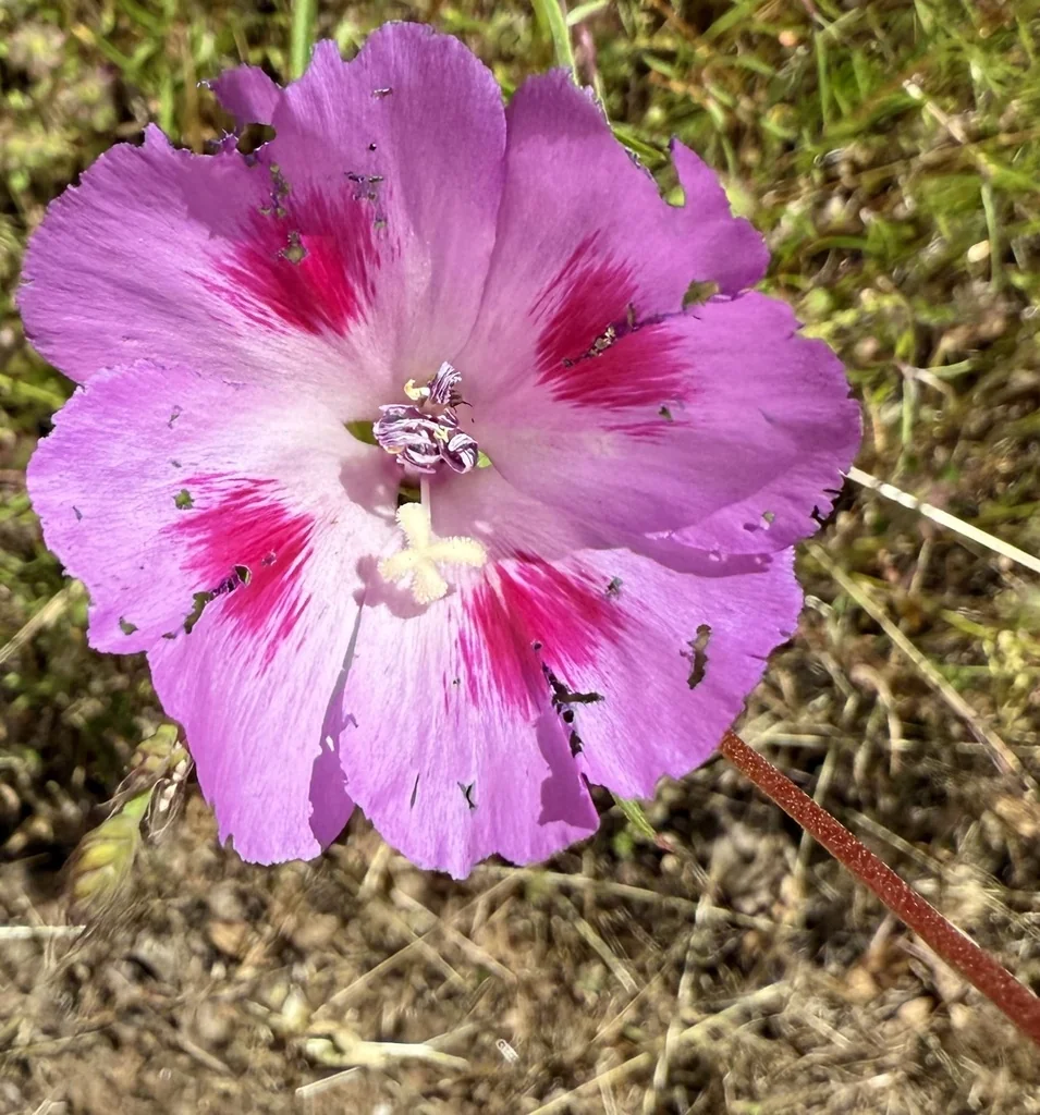 Clarkia Amoena