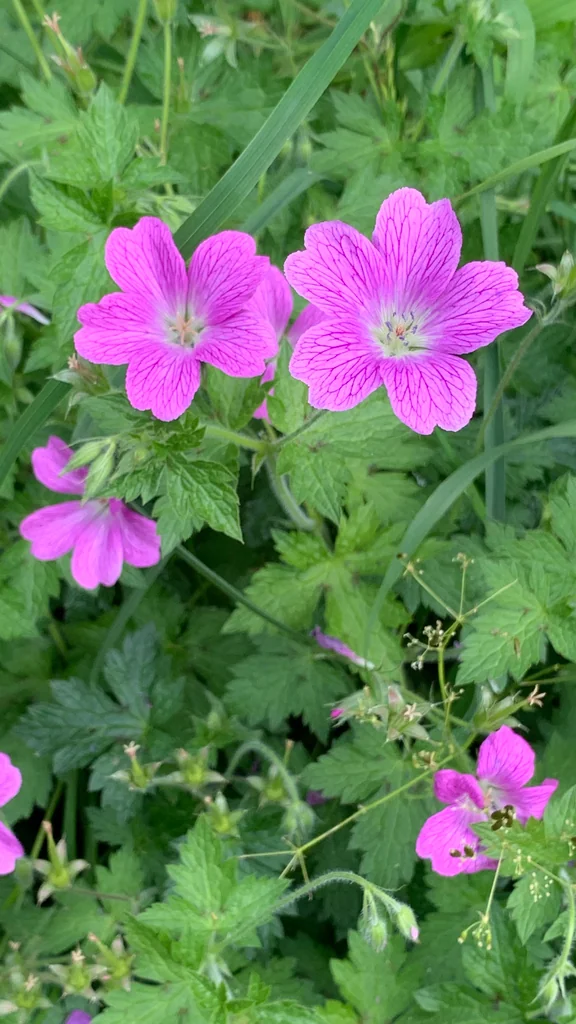 Geranium Endressii