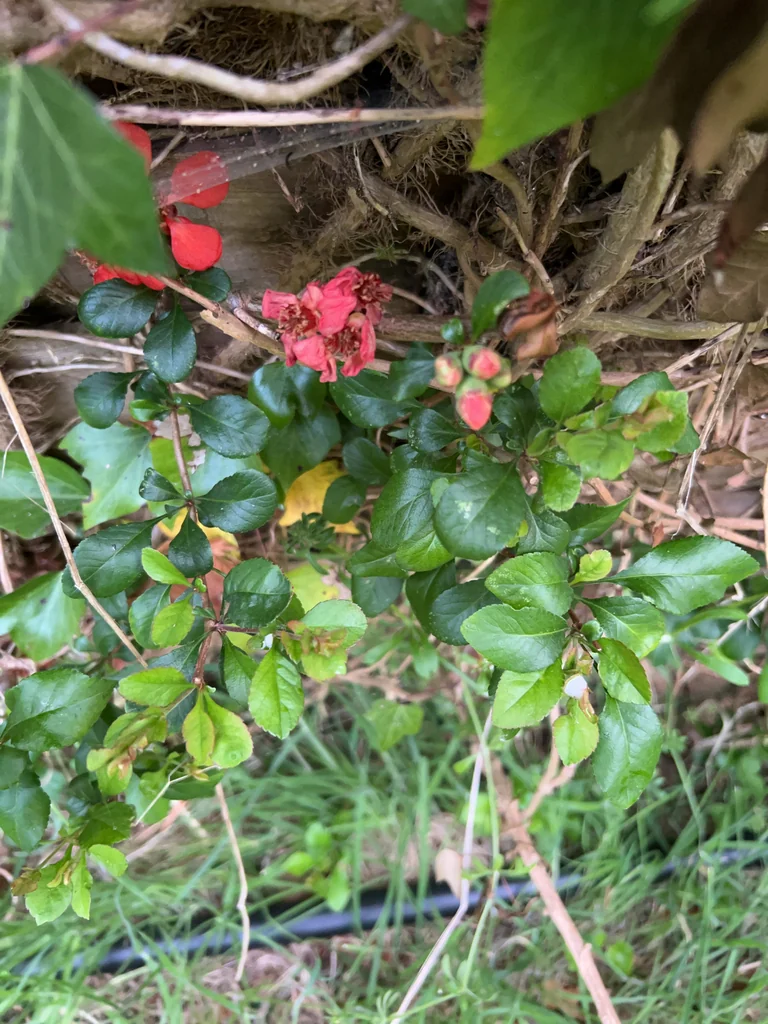 Chaenomeles speciosa