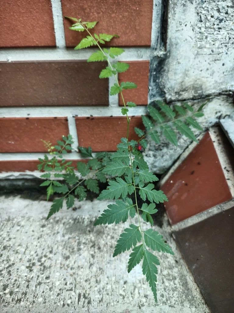 Koelreuteria Elegans