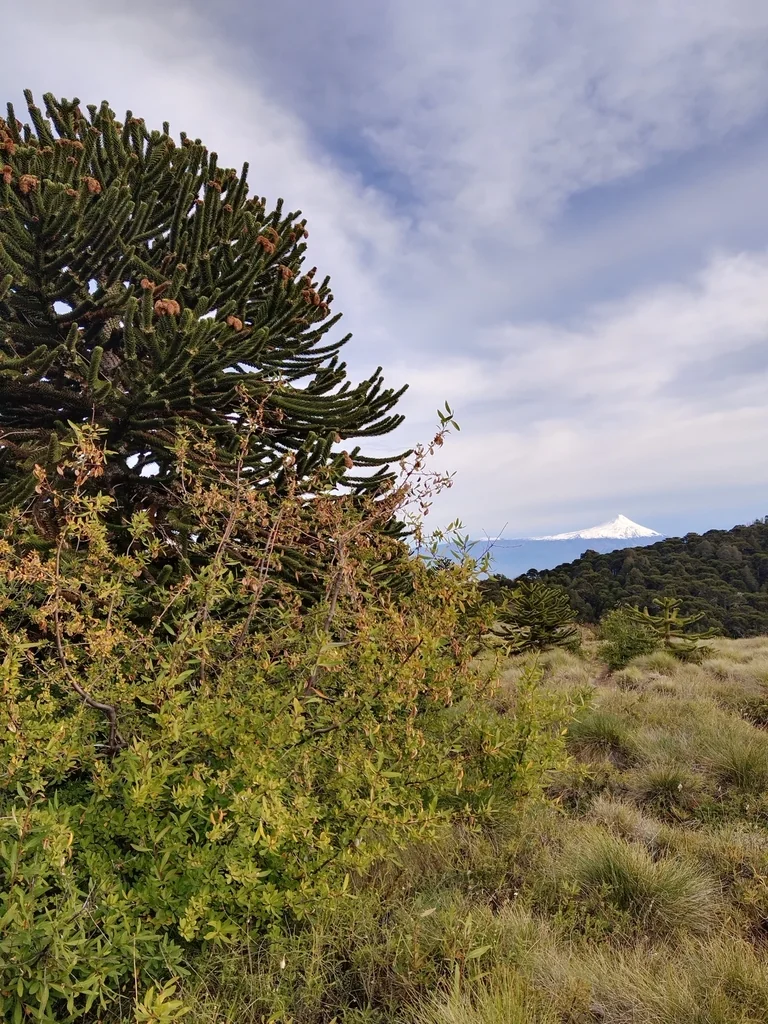Araucaria Araucana