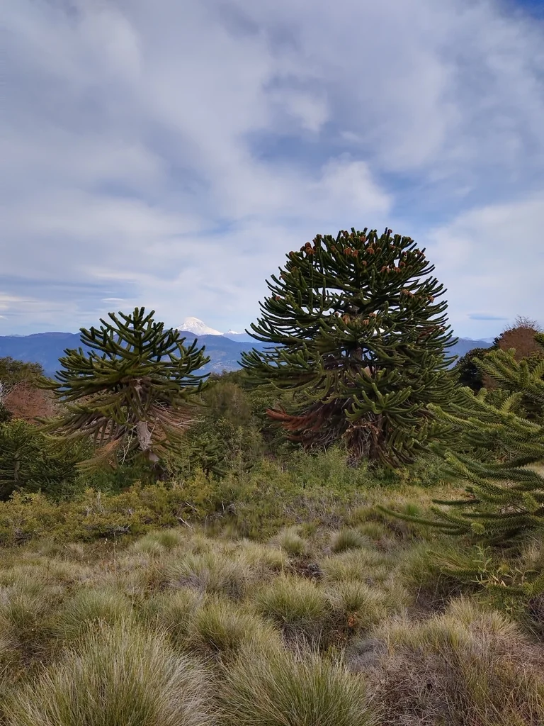 Araucaria Araucana