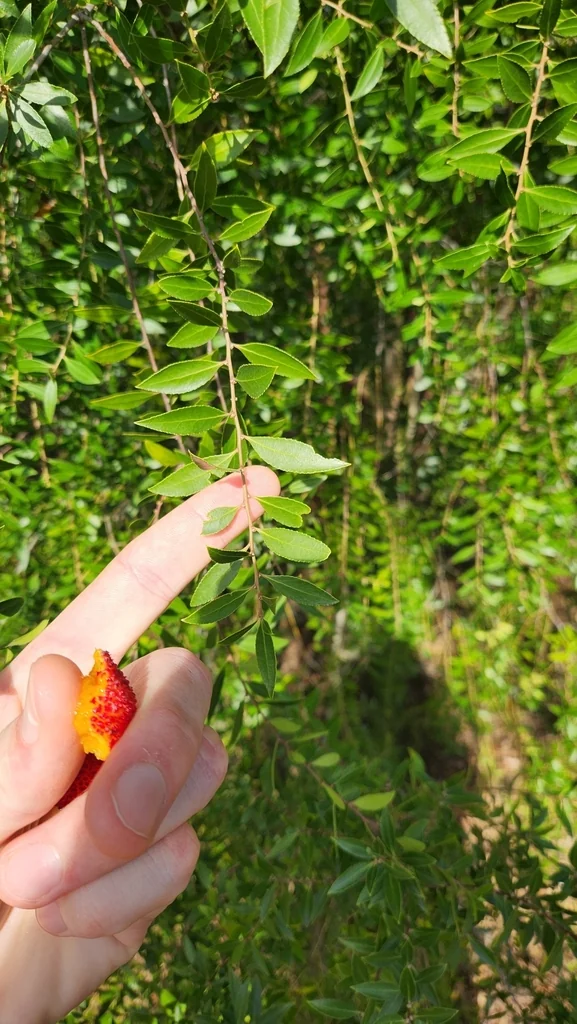 Maytenus Boaria