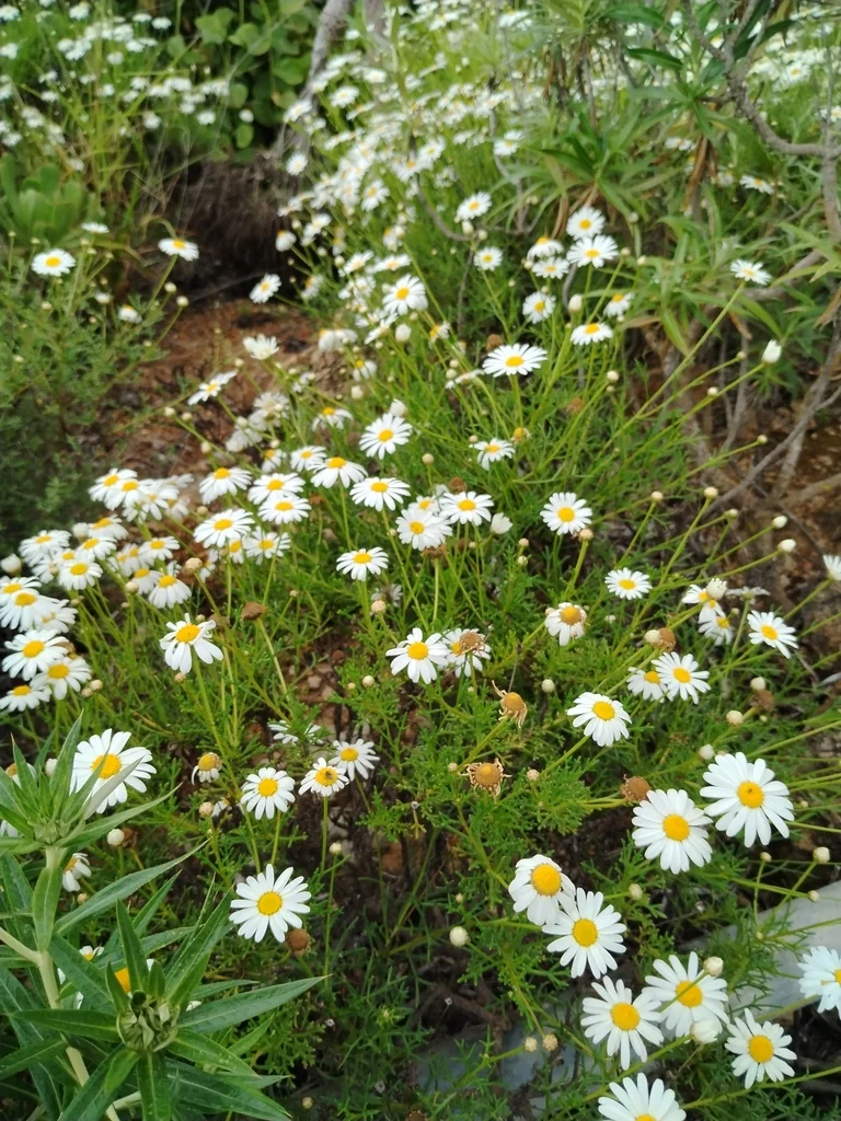 Argyranthemum frutescens