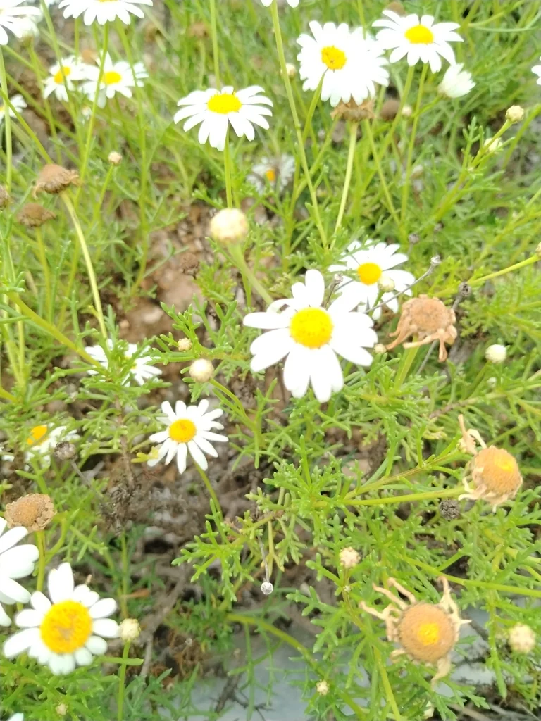 Argyranthemum frutescens