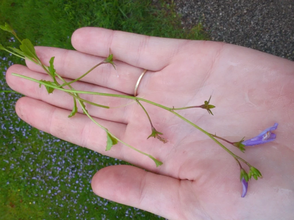 Mazus Reptans