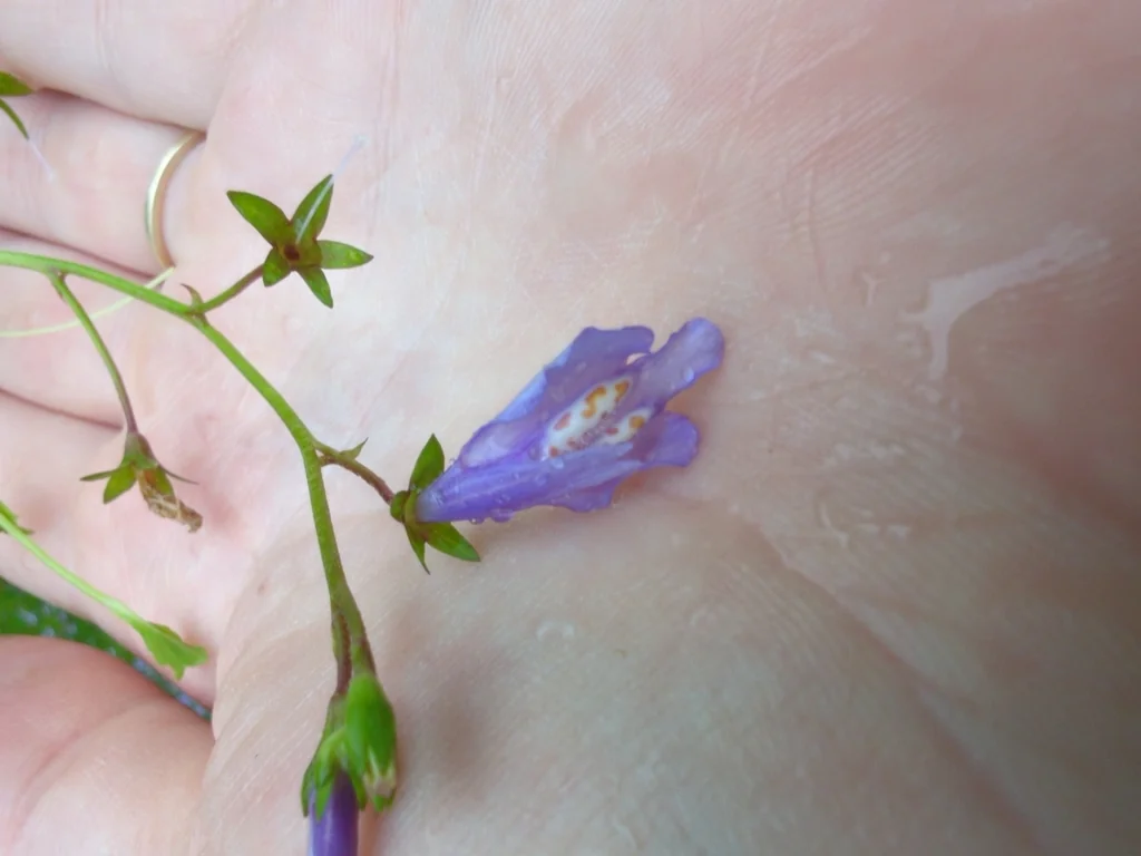 Mazus Reptans