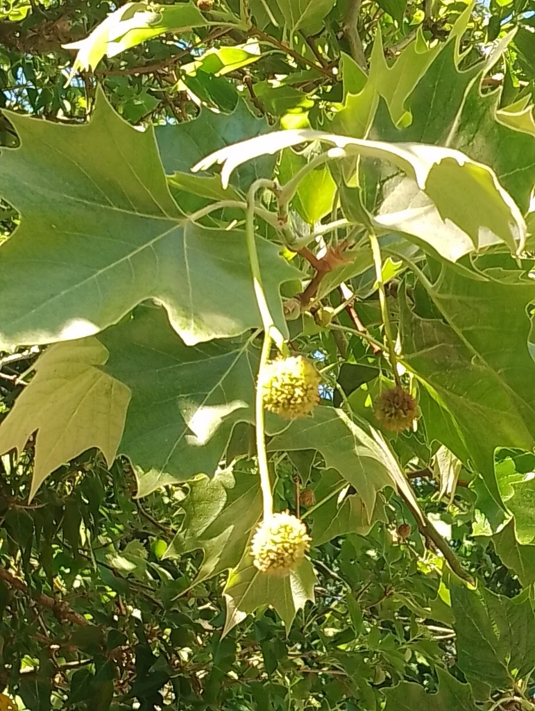 Platanus X Hispanica