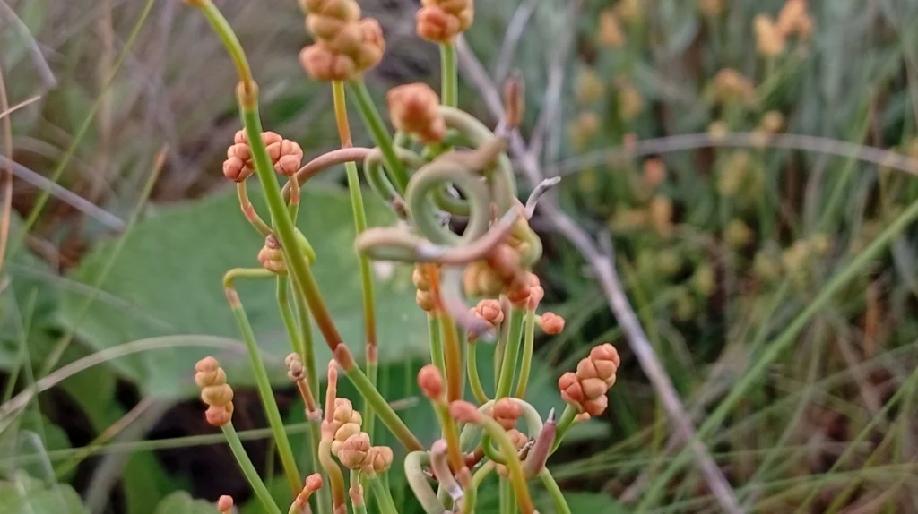 Ephedra Distachya