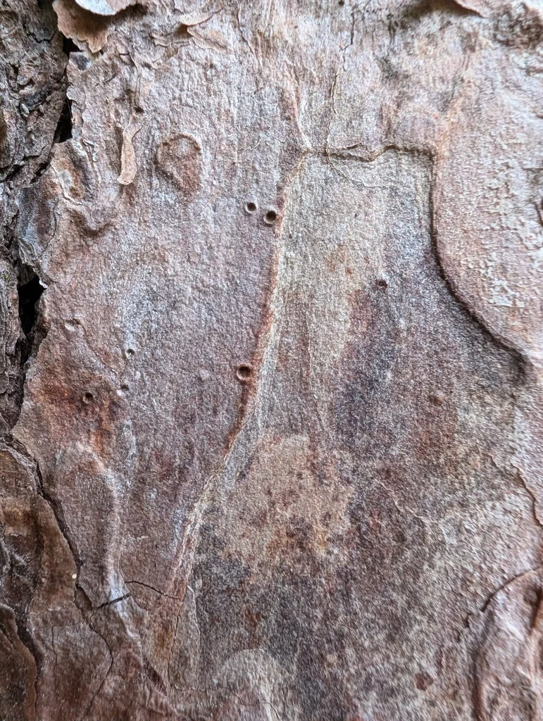 Pinus Echinata