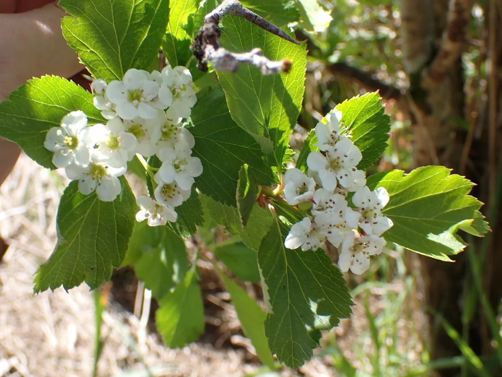 Crataegus Douglasii