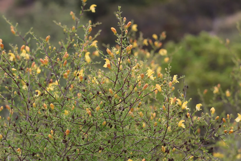 Keckiella Antirrhinoides