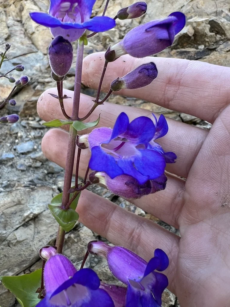 Penstemon Spectabilis