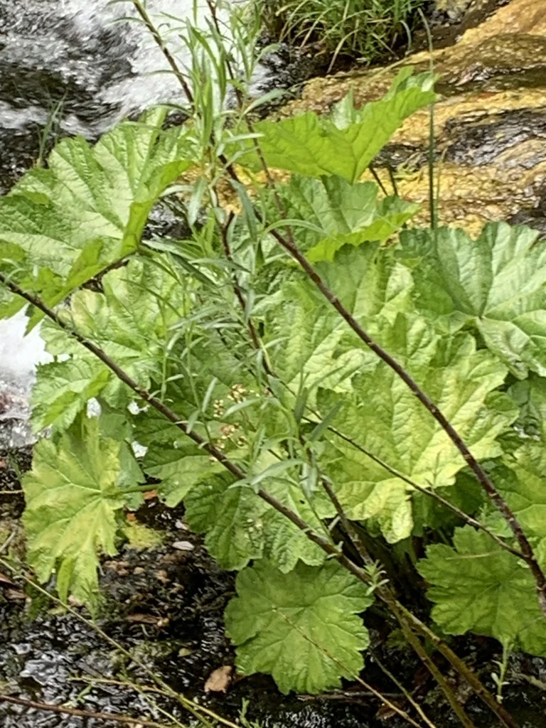 Darmera Peltata