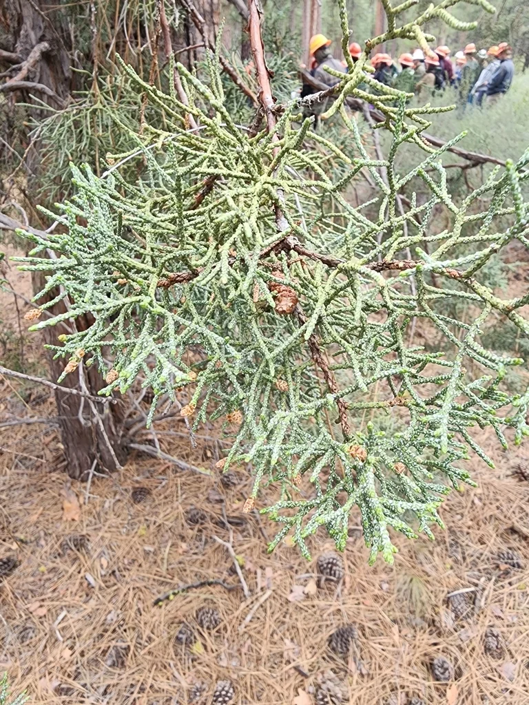 Juniperus Occidentalis