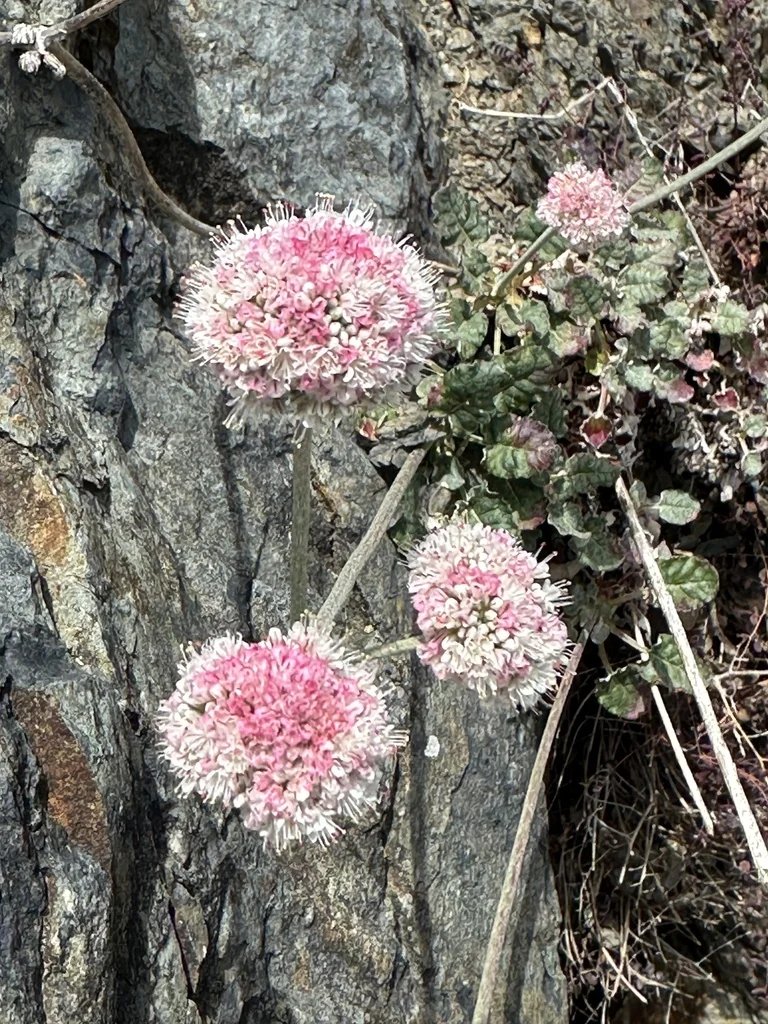 Eriogonum latifolium
