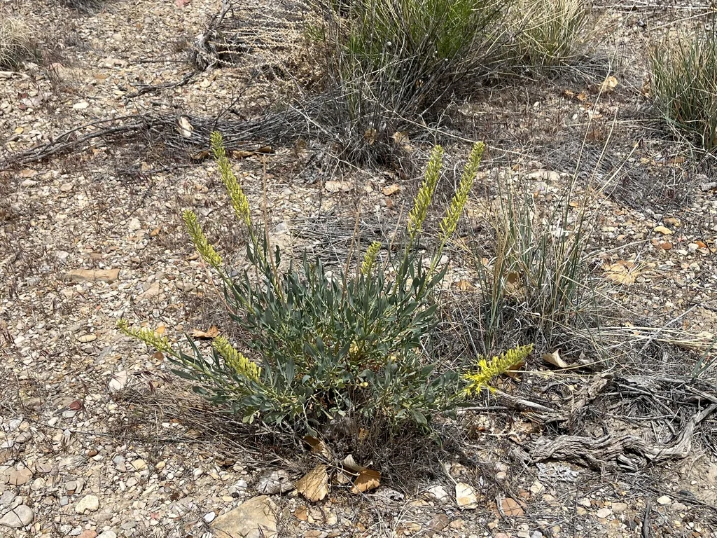 Stanleya Pinnata