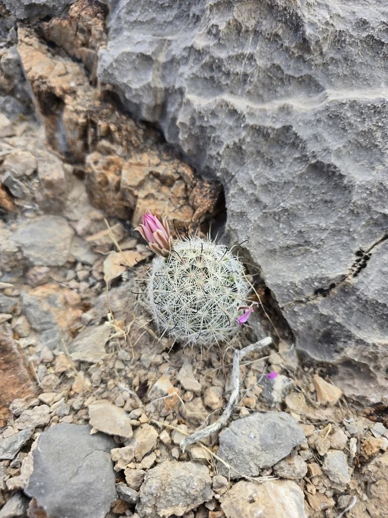 Mammillaria Tetrancistra