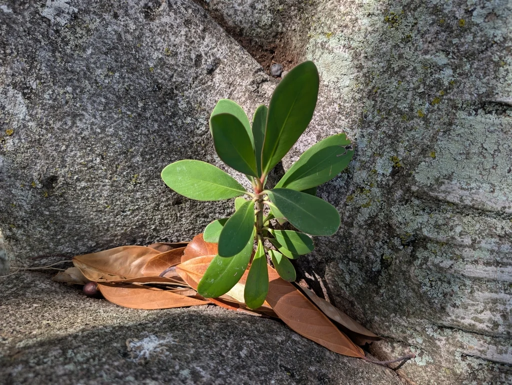 Clusia rosea