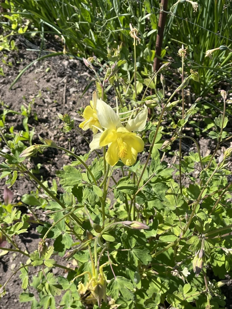 Aquilegia Chrysantha