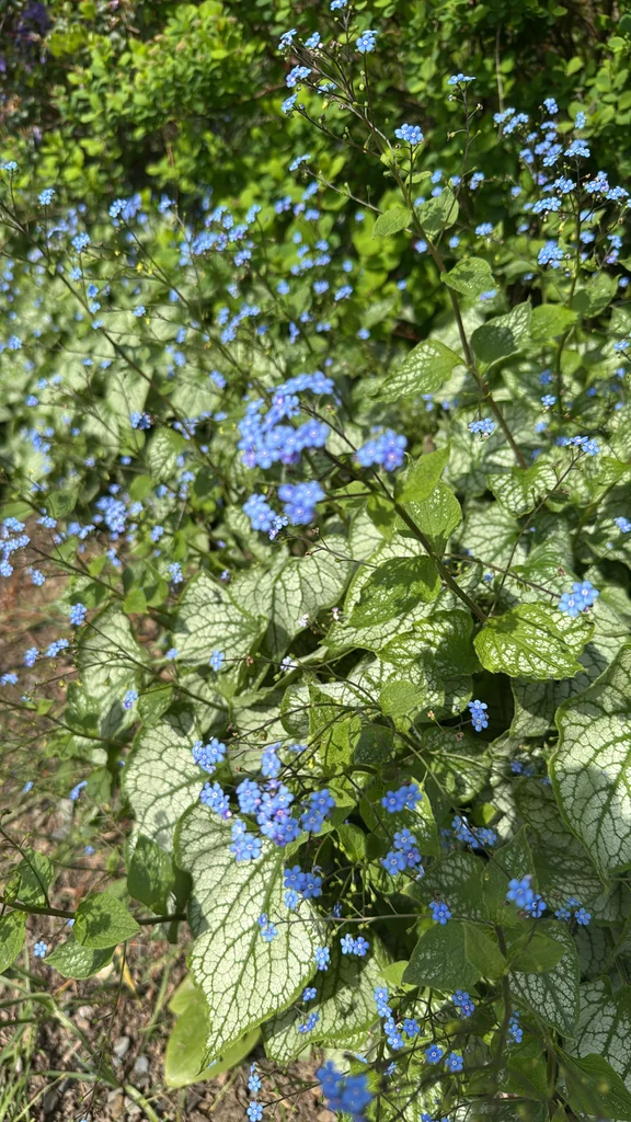 Brunnera macrophylla