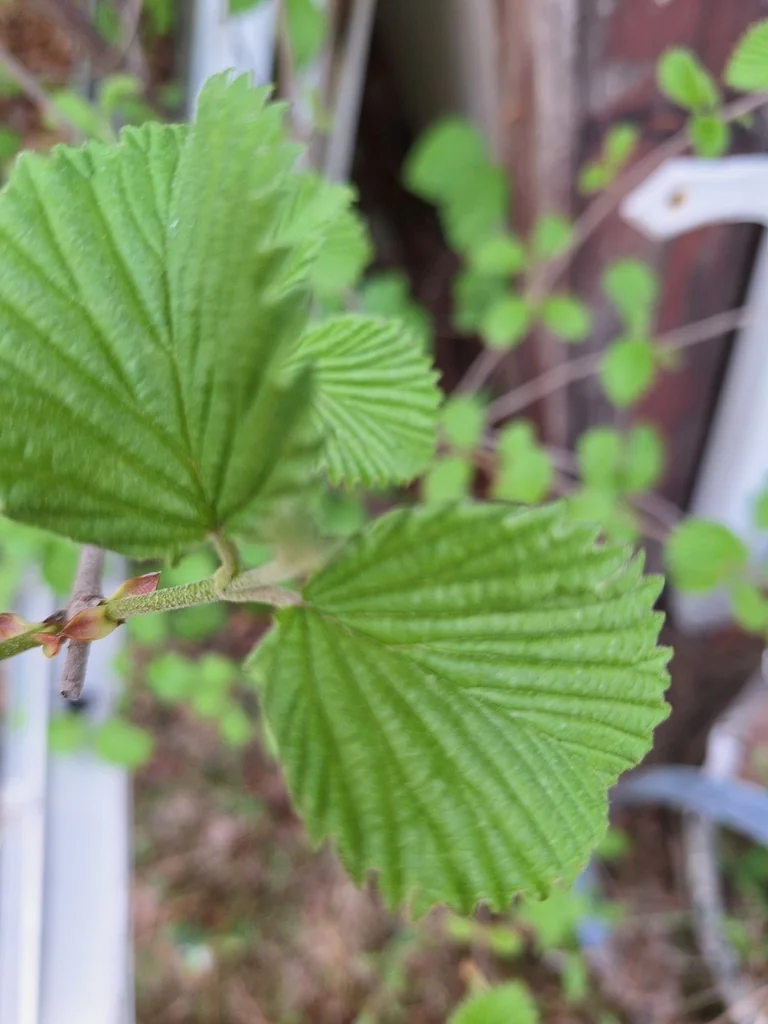 Viburnum Dentatum
