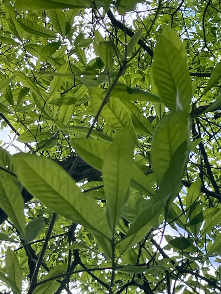 Quercus Imbricaria