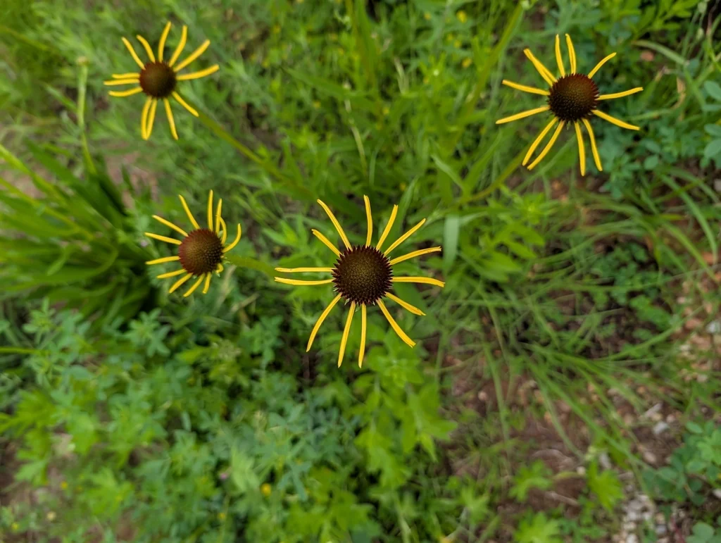Echinacea Paradoxa