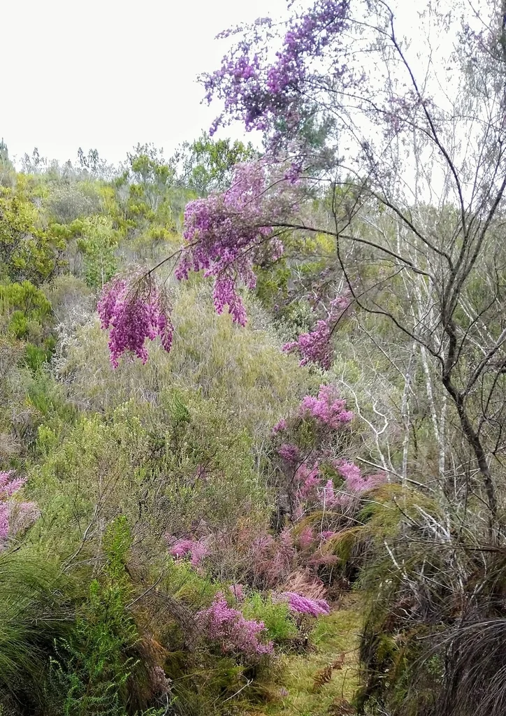 Erica Canaliculata