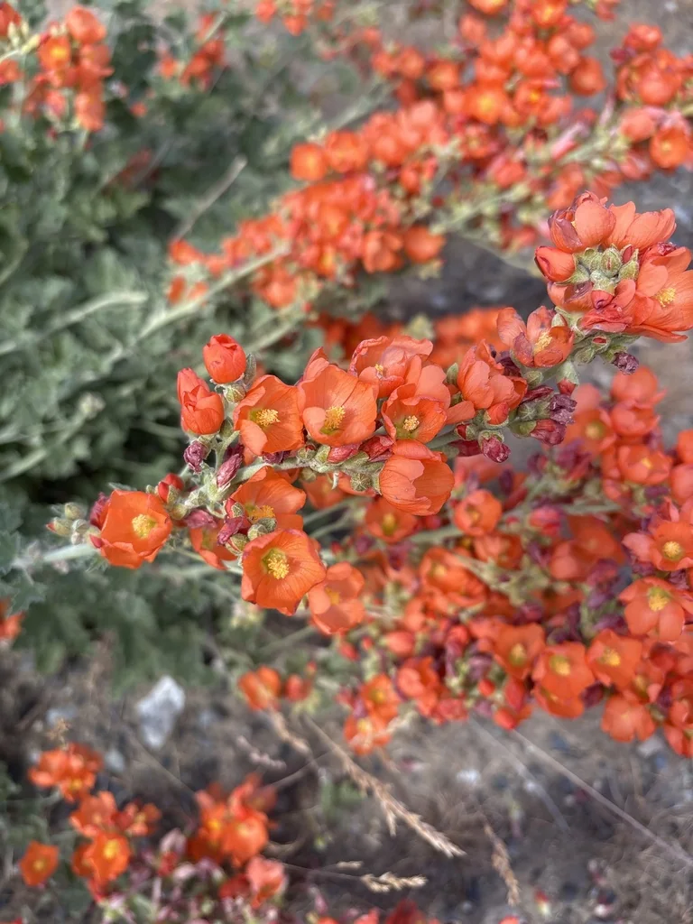 Sphaeralcea Munroana